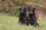 BEAUCERON - PUPPIES 393